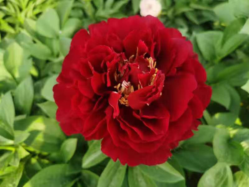 老忠誠 中早期 花徑極大 重瓣型